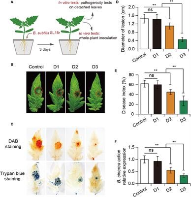 Bacillus subtilis SL18r Induces Tomato Resistance Against Botrytis cinerea, Involving Activation of Long Non-coding RNA, MSTRG18363, to Decoy miR1918